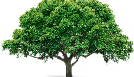 kisspng-tree-sticker-business-mango-tree